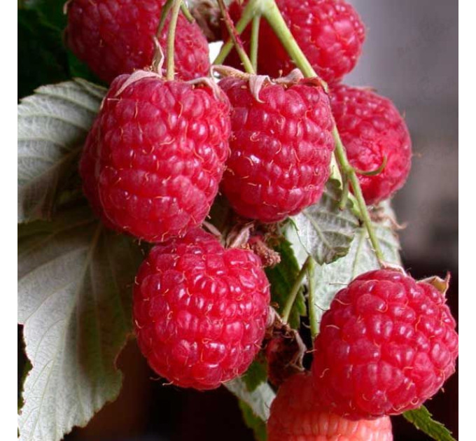 Саджанці малини сорт Геракл