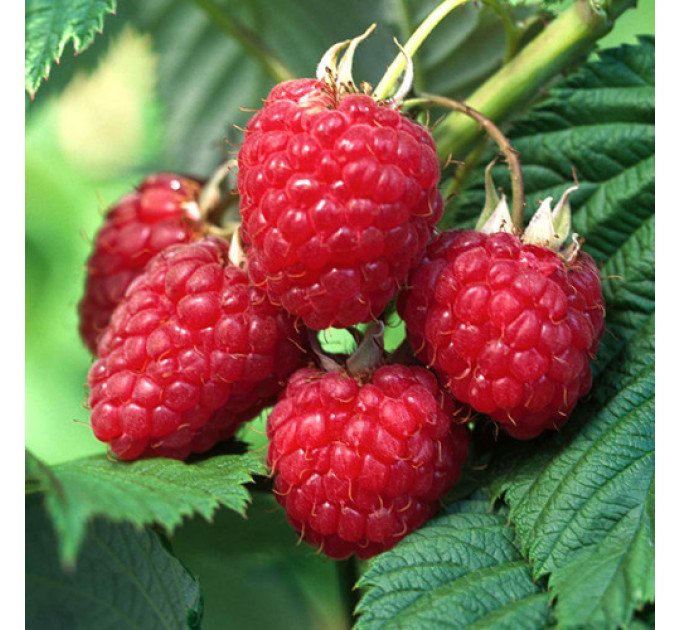 Малина Херітейдж (Heritage), 2 гатунок