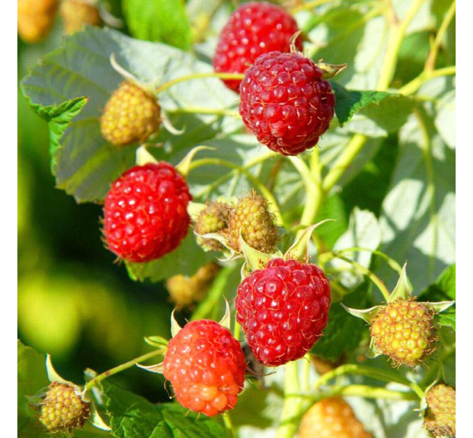 Малина Херітейдж (Heritage), 2 гатунок