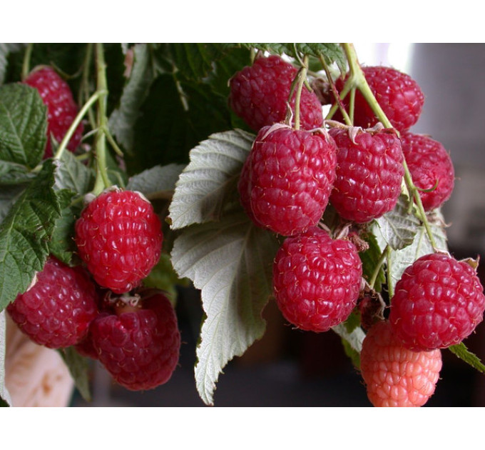 Саджанці малини сорт Геракл