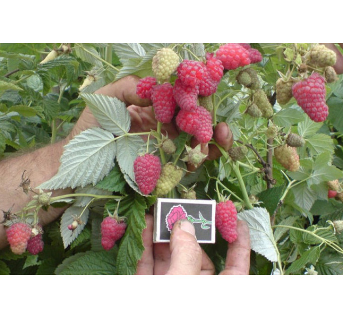 Саджанці малини сорт Геракл