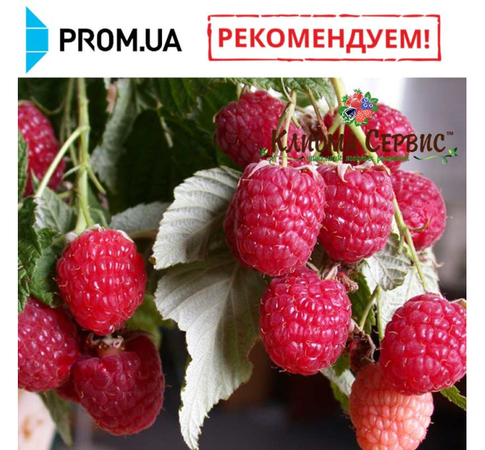 Саджанці малини сорт Геракл