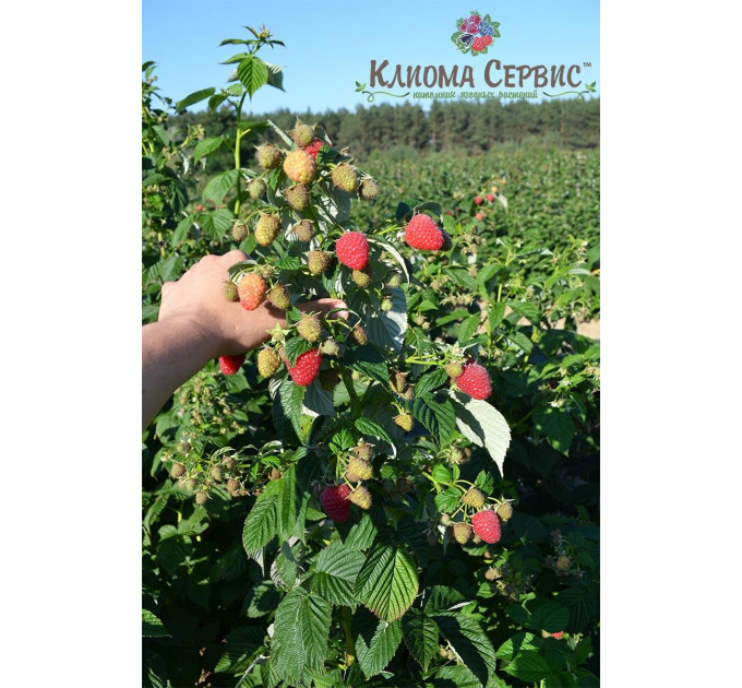 Малина Маравилла (Maravilla), ремонтантный сорт