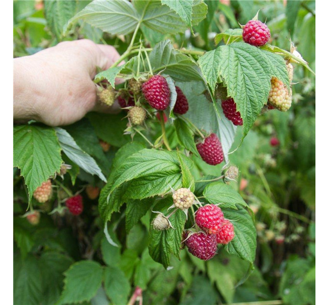 Малина Херітейдж (Heritage), 2 гатунок