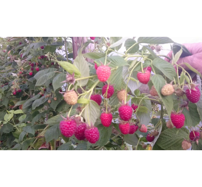 Саджанці малини сорт Імара