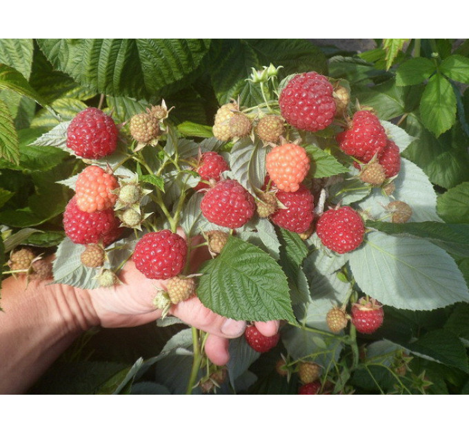 Саджанці малини сорт Імара