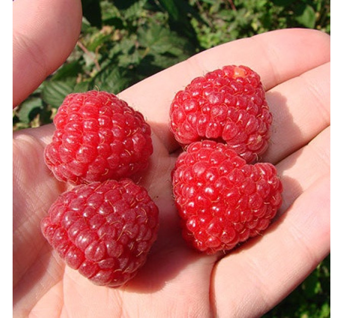 Саджанці малини сорт Квелі