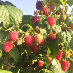 Малина Херитейдж (Heritage), ремонтантная