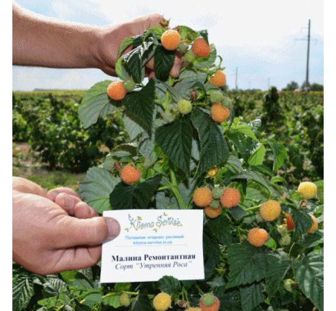 Саженцы малины Утренняя Роса (Poranna Rosa), 2 сорт