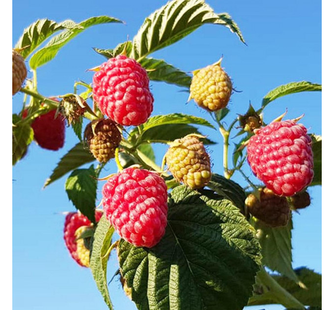 Саджанці малини сорт Зюгана (Zugana), 2 гатунок