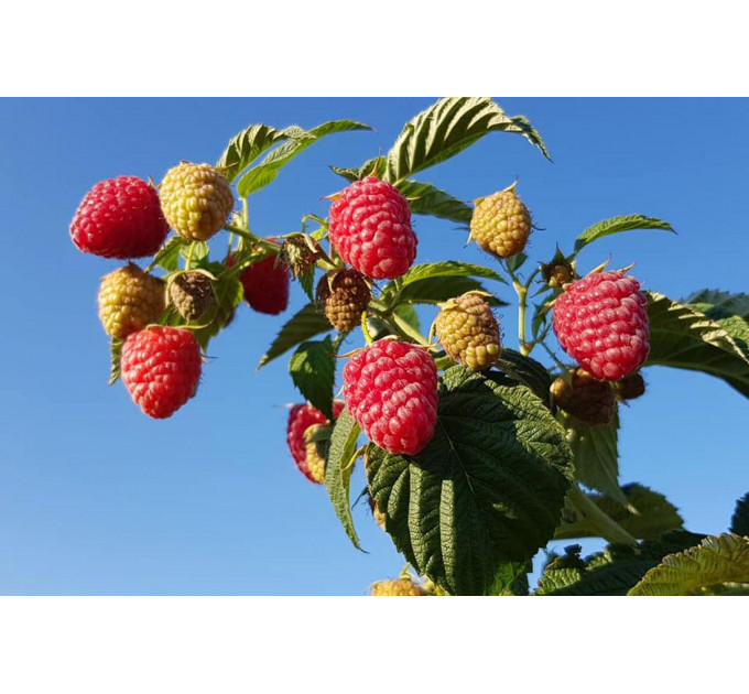 Саджанці малини сорт Зюгана (Zugana), 2 гатунок