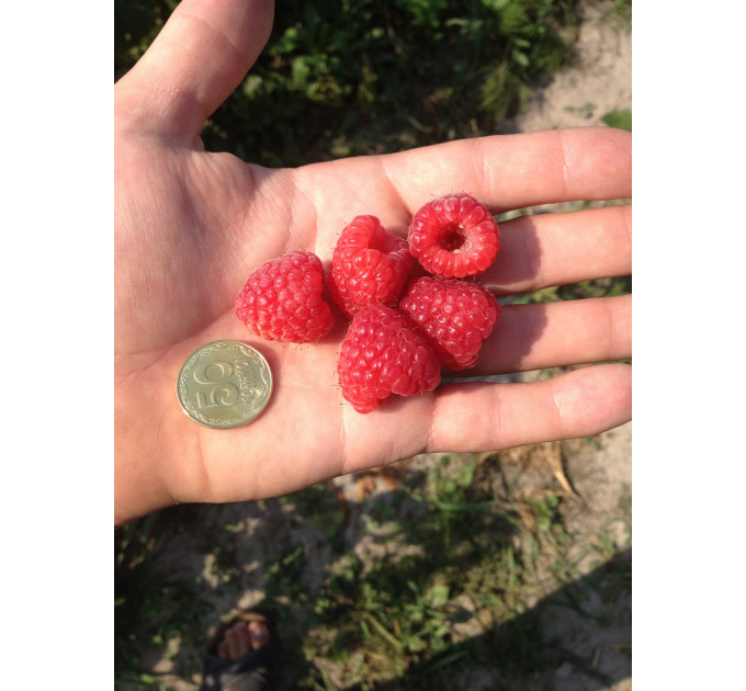 Саджанці малини сорт Зюгана (Zugana), 2 гатунок