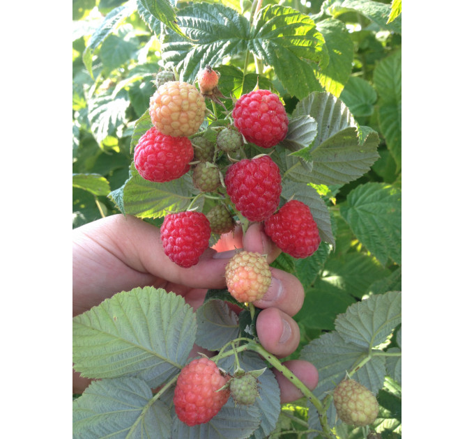 Саджанці малини сорт Зюгана (Zugana), 2 гатунок