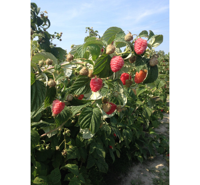 Саджанці малини сорт Зюгана (Zugana), 2 гатунок