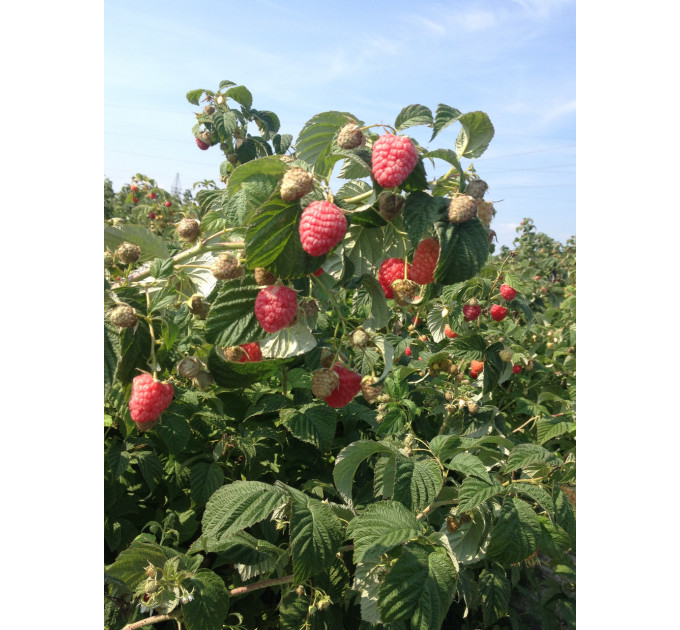 Саджанці малини сорт Зюгана (Zugana), 2 гатунок