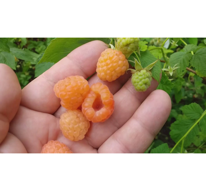 Малина сорт "Валентина (Valentina)" напівупакована