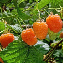 Малина сорт "Валентина (Valentina)" напівупакована