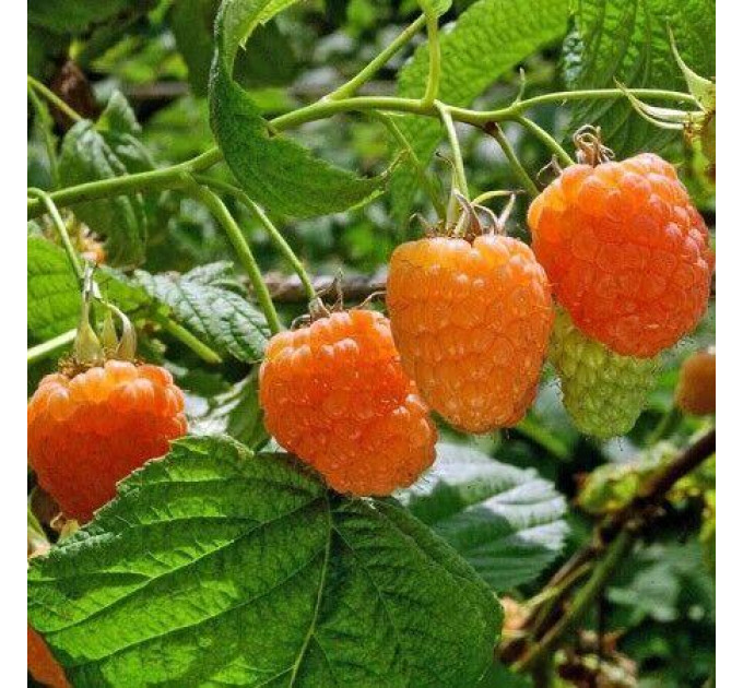 Малина сорт "Валентина (Valentina)" напівупакована