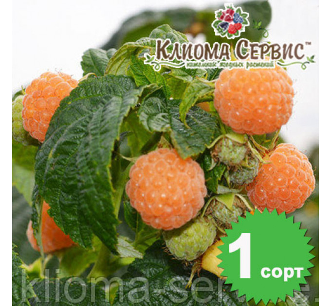 Саженцы малины Утренняя Роса (Poranna Rosa), 2 сорт