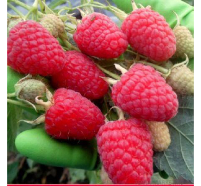 Саженцы малины сорт Мапема