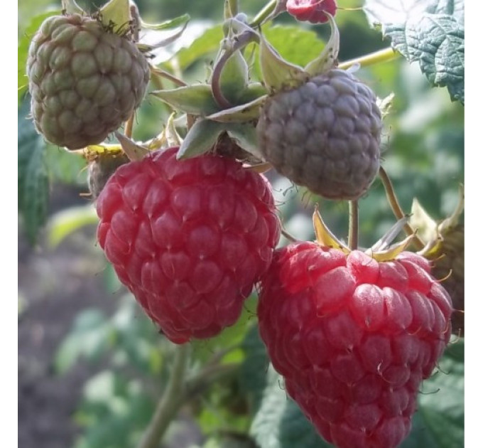 Саджанці малини сорт Зіва (Zeva), ремонтантна