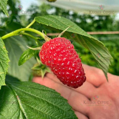 Саженцы малины сорт Мапема