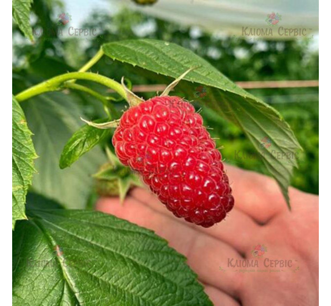 Саженцы малины сорт Мапема