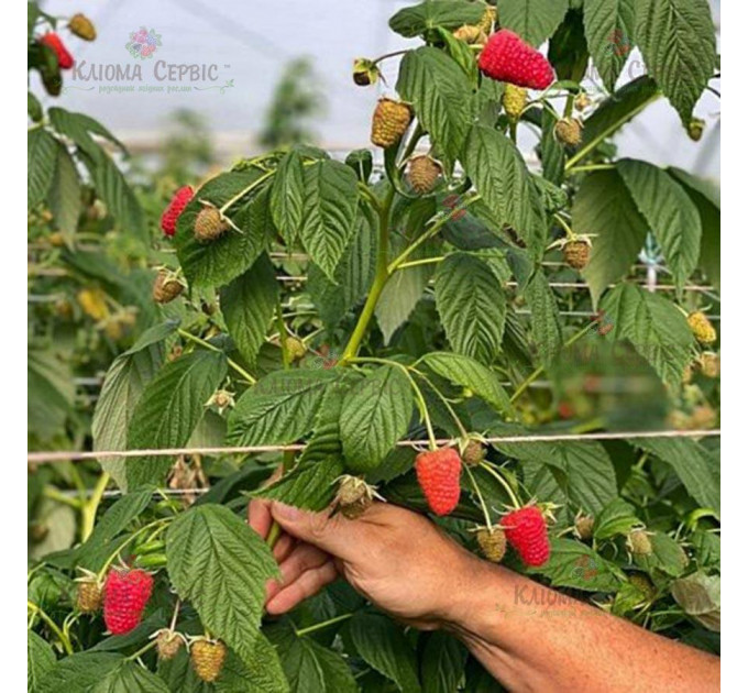 Саженцы малины сорт Мапема