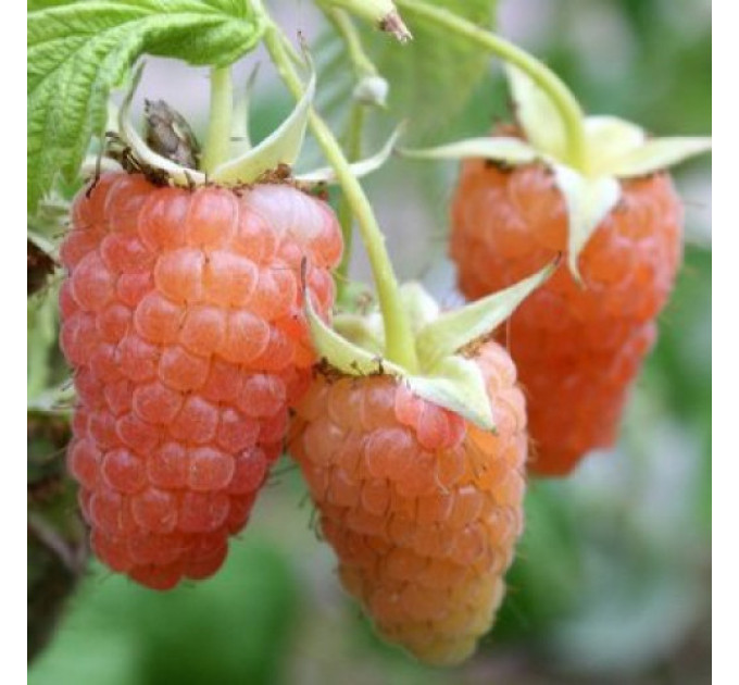 Саджанці малини сорт Помаранчеве диво, 1 гатунок