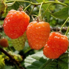 Саджанці малини сорт Помаранчеве диво, 1 гатунок