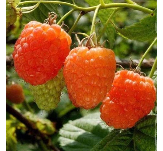 Саджанці малини сорт Помаранчеве диво, 1 гатунок