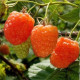 Саджанці малини сорт Помаранчеве диво, 1 гатунок