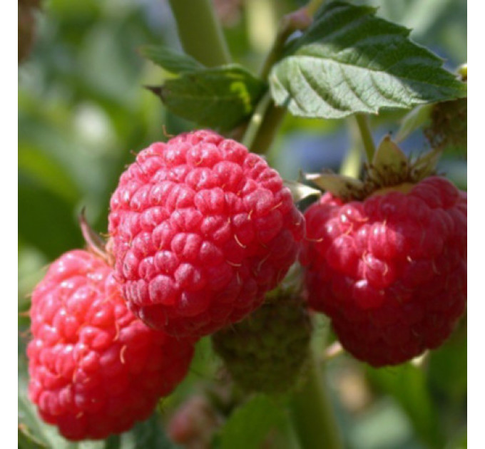 Малина "Полана" (Polana), ремонтантный сорт