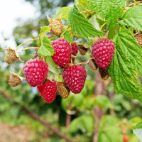 Малина "Полана" (Polana), ремонтантный сорт Малина "Полана" (Polana), ремонтантный сорт