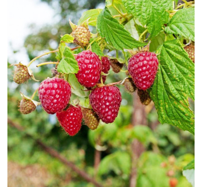 Малина "Полана" (Polana), ремонтантный сорт