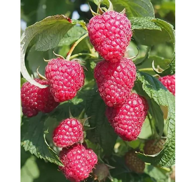 Малина "Полана" (Polana), ремонтантный сорт