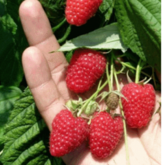 Малина сорт Брусилівський стандарт