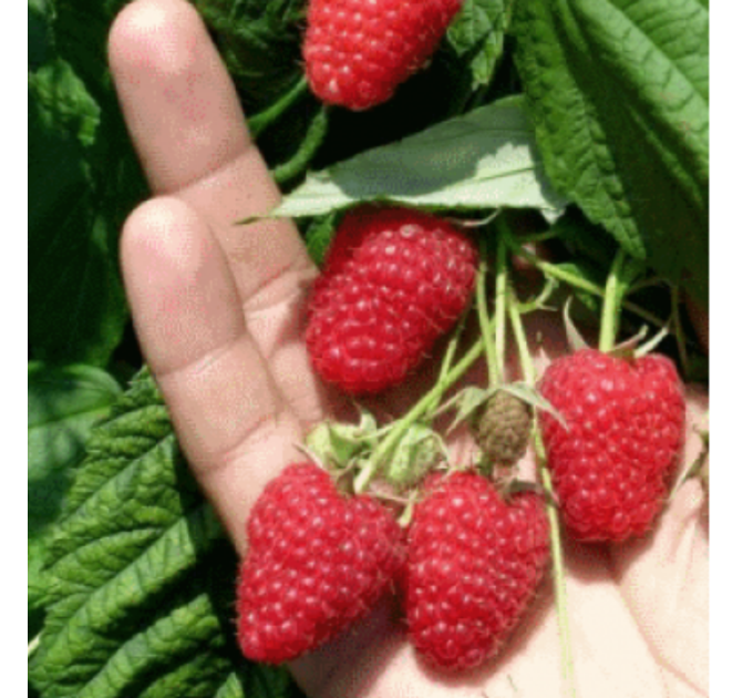 Малина сорт Брусилівський стандарт