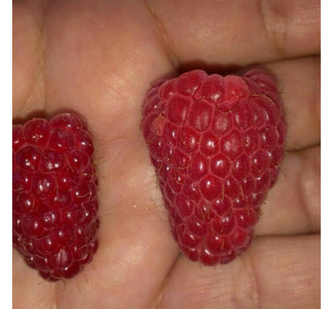 Малина сорт Брусилівський стандарт