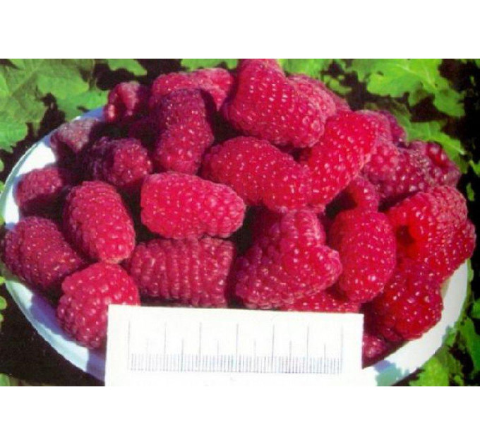 Малина сорт Брусилівський стандарт