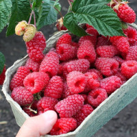 Малина сорт Энросадира 2 сорт Малина сорт Энросадира 2 сорт