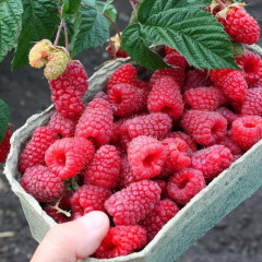 Малина сорт Энросадира 2 сорт