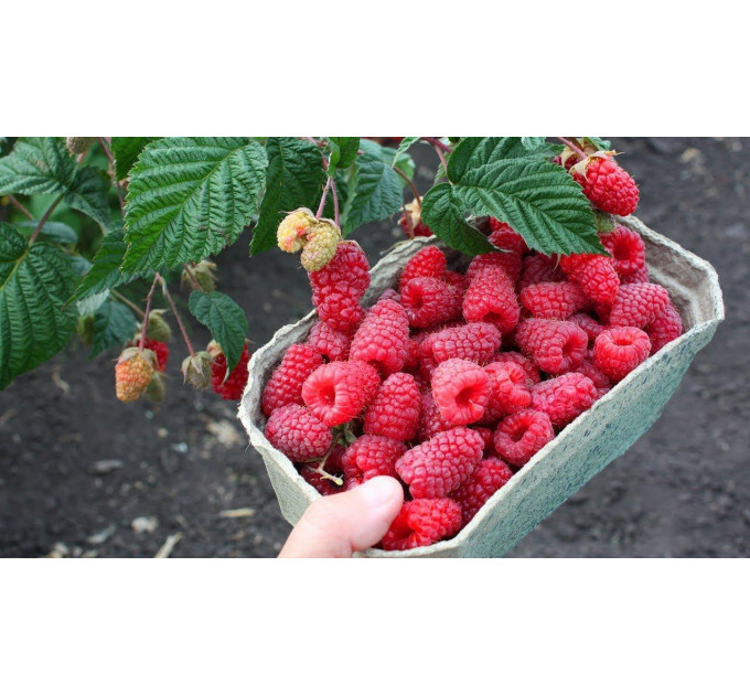 Малина сорт Энросадира 2 сорт