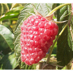 Малина "Полонез", ремонтантний сорт