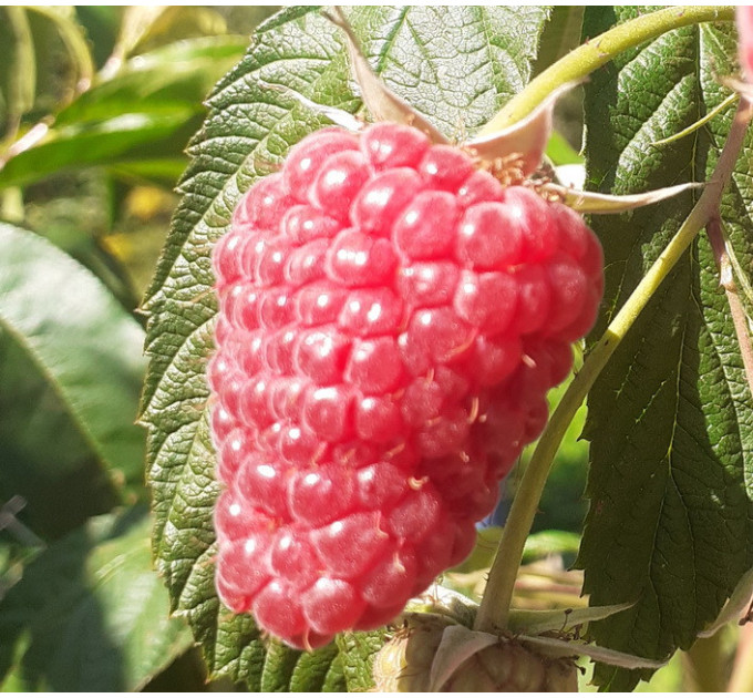 Малина "Полонез", ремонтантний сорт