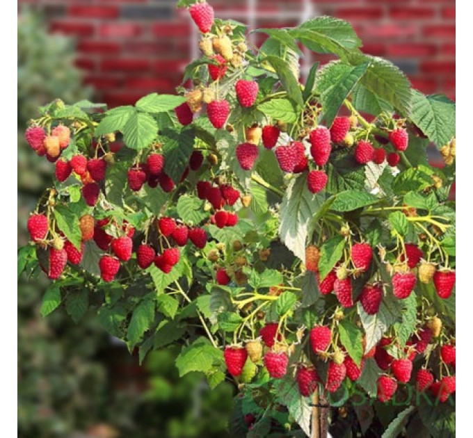 Малина "Полонез", ремонтантний сорт