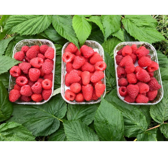 Малина "Полонез", ремонтантний сорт