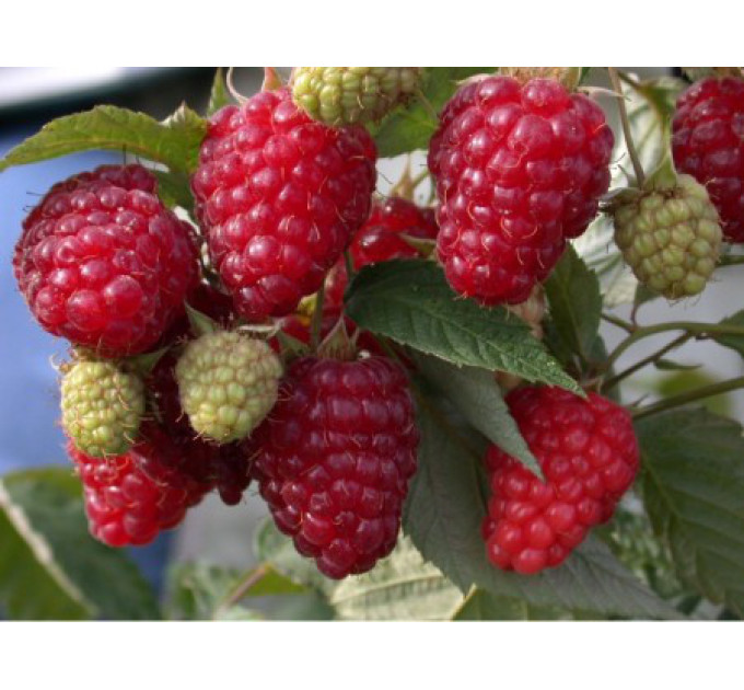 Малина сорт "Діамантова"