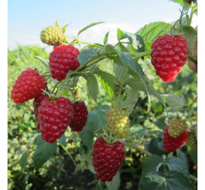 Малина сорт "Діамантова"