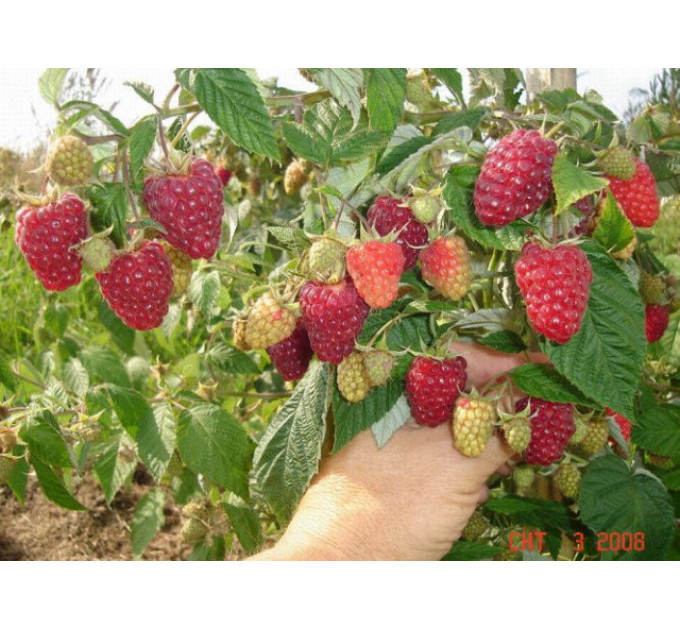 Малина сорт "Діамантова"